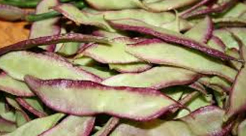 SCIENTIFIC NAME OF LABLAB