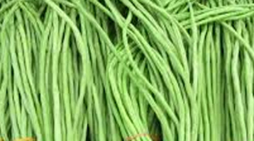 SCIENTIFIC NAME OF SITAW