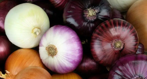 SCIENTIFIC NAME OF ONION