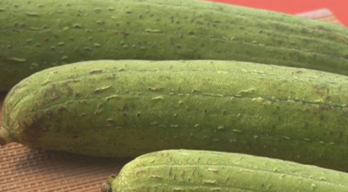 SCIENTIFIC NAME OF SPONGE GOURD