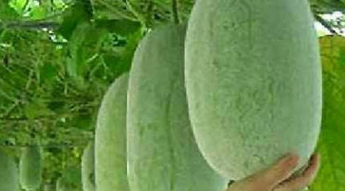 SCIENTIFIC NAME OF WINTER MELON