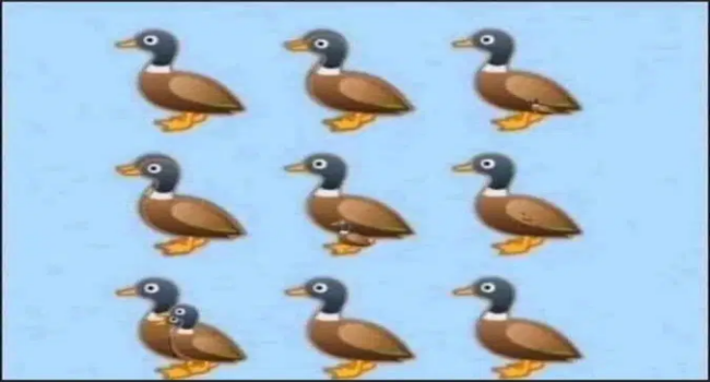 How Many Ducks Can You See? Answers And Explanation