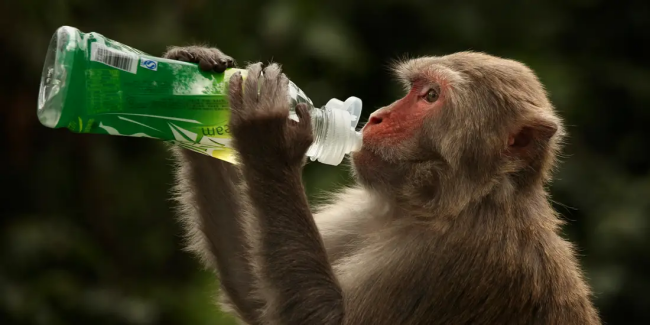 Monkeys Develop Antibodies For Coronavirus In Recent Vaccine Study