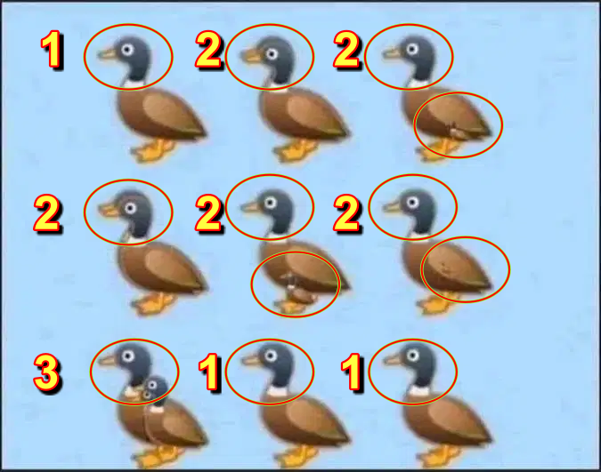 How Many Ducks Can You See? - Answers And Explanation