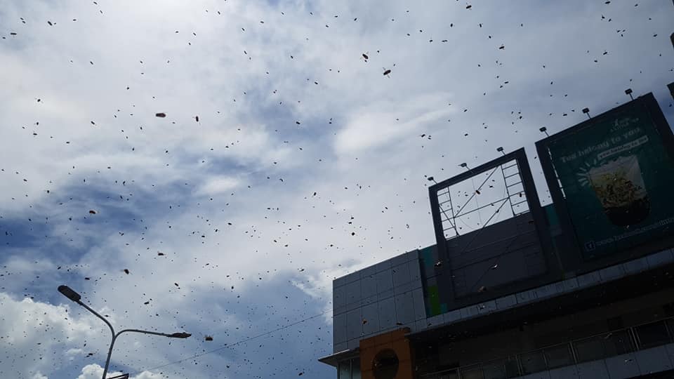 Insects Swarm in Talisay