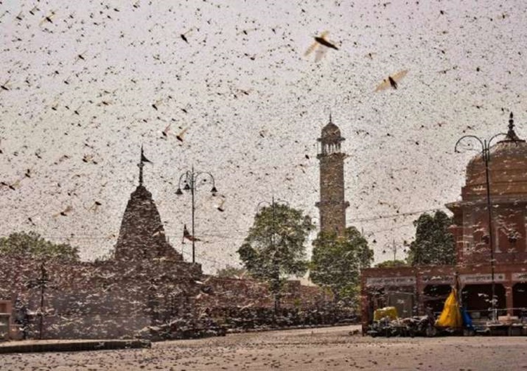 Locust Attack