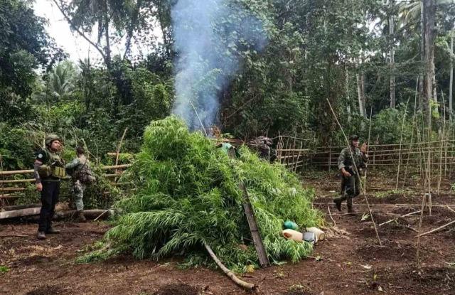 21k Full-Grown Marijuana Plants