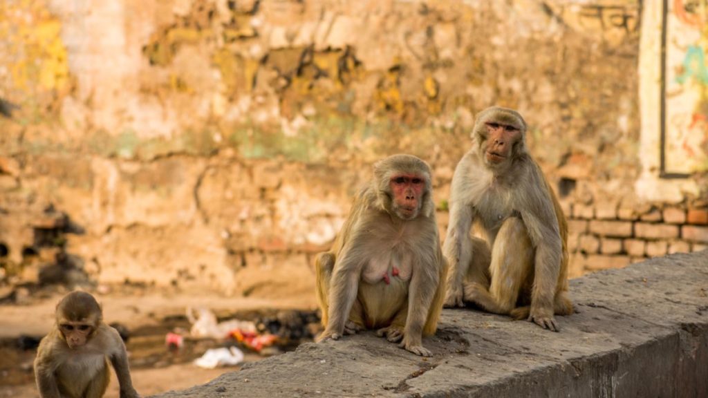 Monkeys Snatch Blood Samples