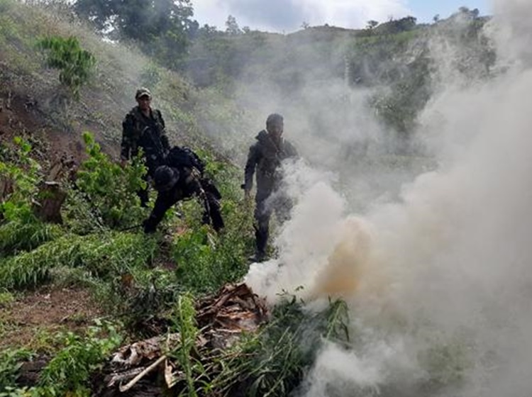 Kalinga PPO Found Plantation of Illegal Drugs at Mountainous Area Near ...