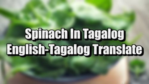 spinach-in-tagalog-english-to-tagalog-translations