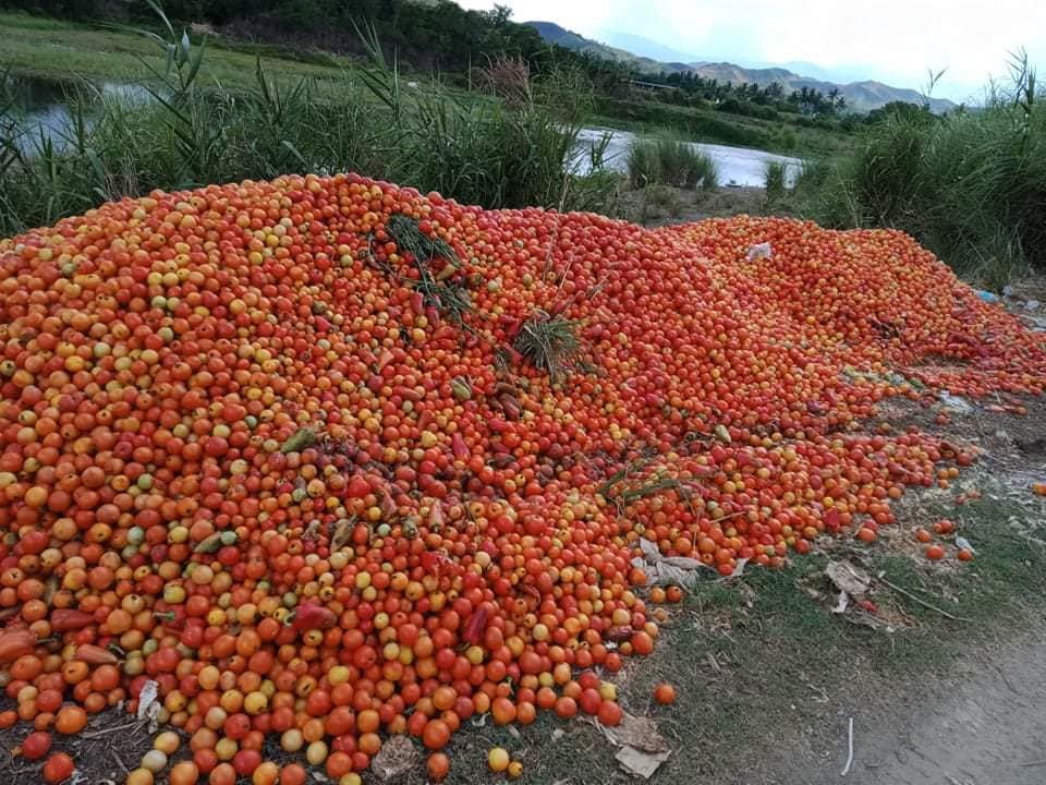 Tomatoes in Nueva Vizcaya