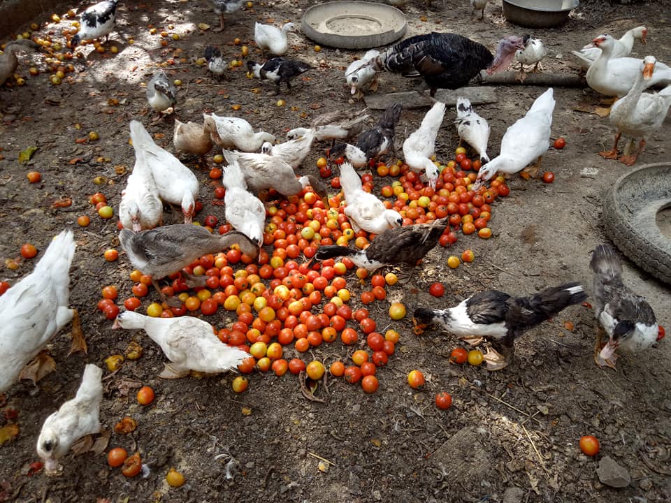 Tomatoes in Nueva Vizcaya