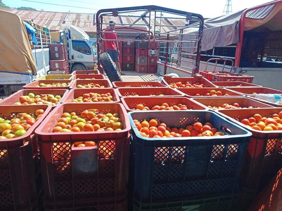 Tomatoes in Nueva Vizcaya