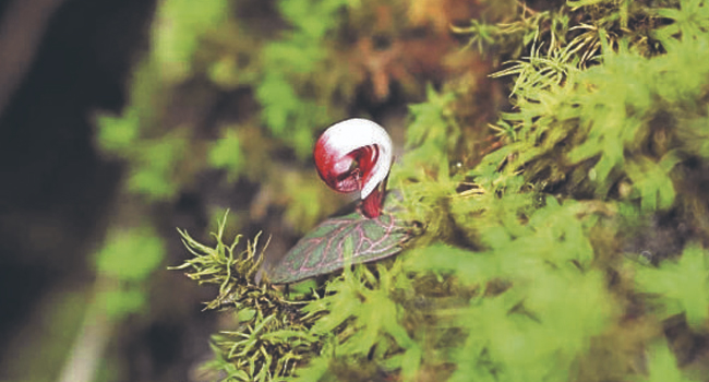 NEW SPECIES OF HELMET ORCHID