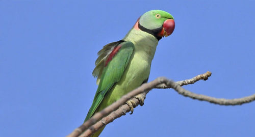 SCIENTIFIC NAME OF ALEXANDRINE PARAKEET