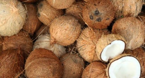 SCIENTIFIC NAME OF COCONUT