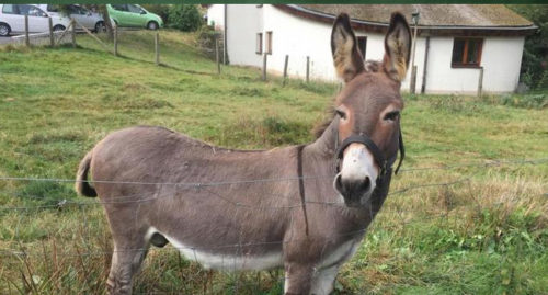 SCIENTIFIC NAME OF DONKEY