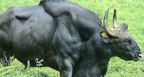 SCIENTIFIC NAME OF GAUR