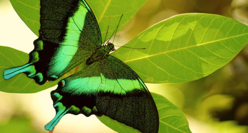 SCIENTIFIC NAME OF GREEN SWALLOWTAIL