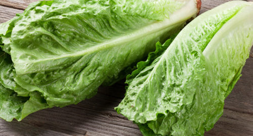 SCIENTIFIC NAME OF LETTUCE