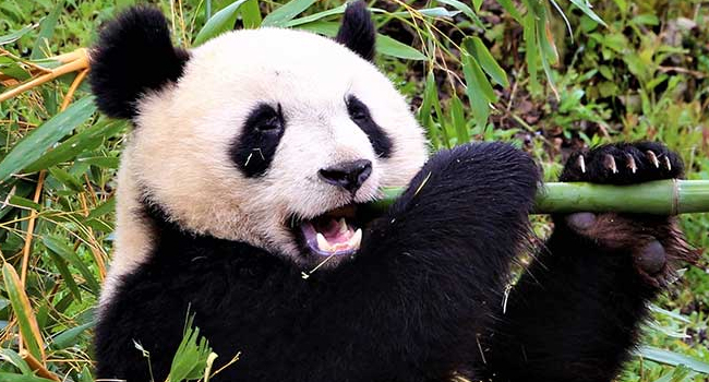 what-is-the-scientific-name-of-panda-answers