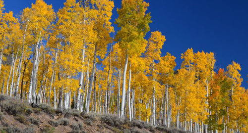 SCIENTIFIC NAME OF QUAKING ASPEN