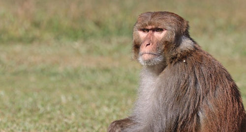 SCIENTIFIC NAME OF RHESUS MONKEY