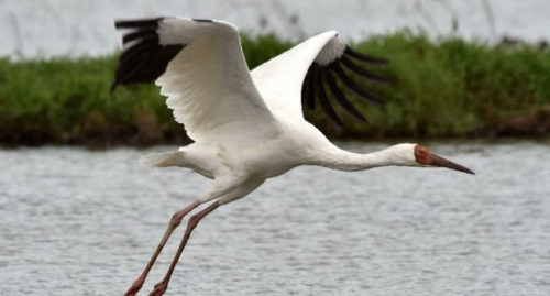 SCIENTIFIC NAME OF SIBERIAN CRANE