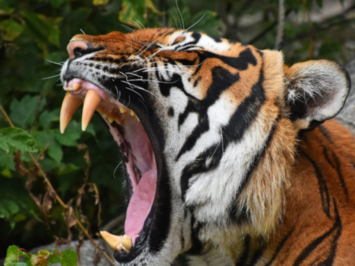 What Is The Scientific Name Of Tiger Vlr eng br what-is-the-scientific-name-of-tiger-vlr-eng-br
