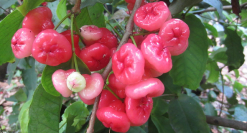 What Is Tambis Fruit? - English Translation & More!