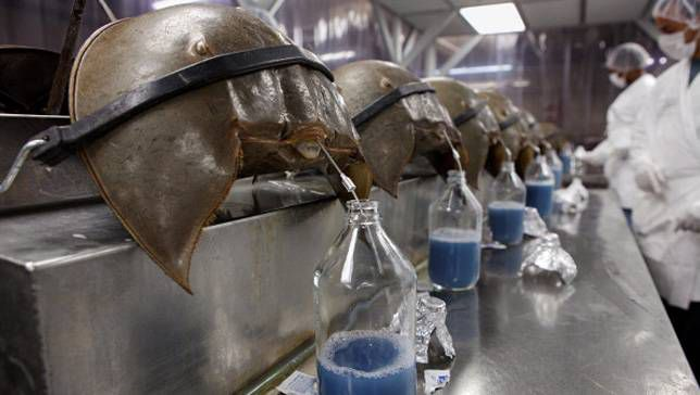 Coronavirus Vaccine In Horseshoe Crab Blood? - Philnews