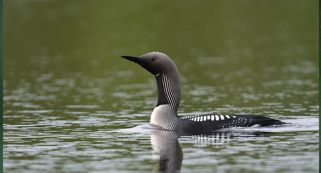 SCIENTIFIC NAME OF BLACK-THROATED LOON