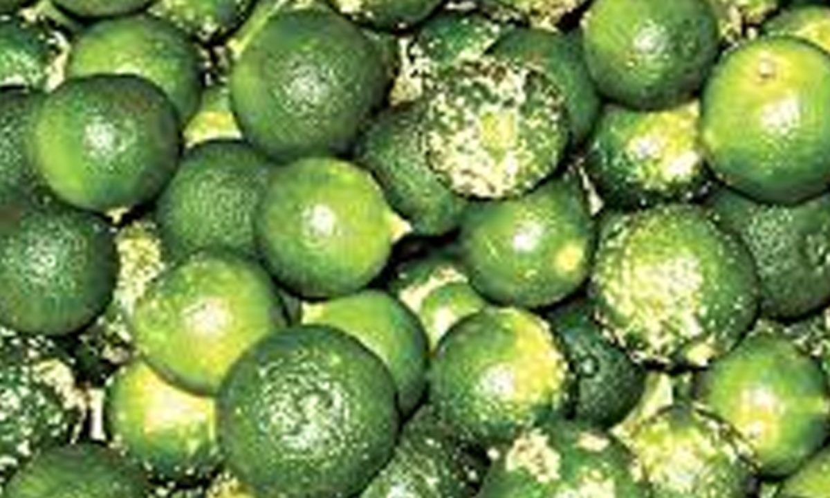 What Is The Scientific Name Of Calamansi Answer