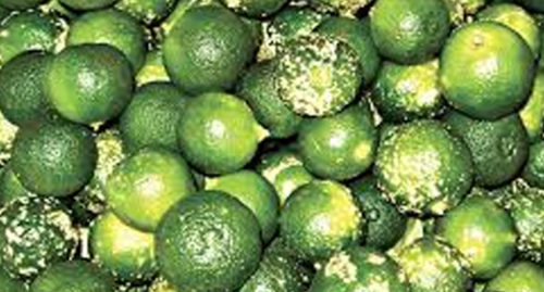SCIENTIFIC NAME OF CALAMANSI