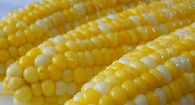 what-is-the-scientific-name-of-corn-answer