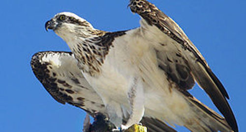 SCIENTIFIC NAME OF EASTERN OSPREY