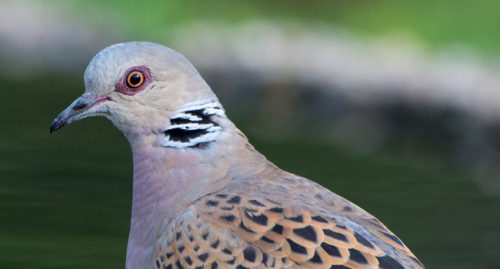 SCIENTIFIC NAME OF EURPOEAN TURTLE DOVE