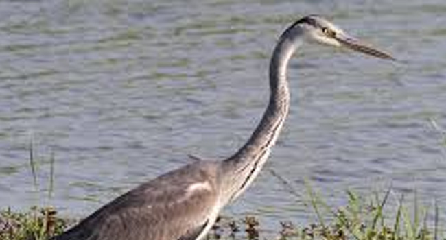 SCIENTIFIC NAME OF GREY HERON