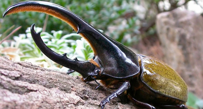 SCIENTIFIC NAME OF HERCULES BEETLE
