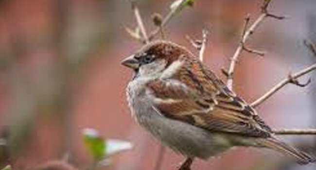 SCIENTIFIC NAME OF HOUSE SPARROW