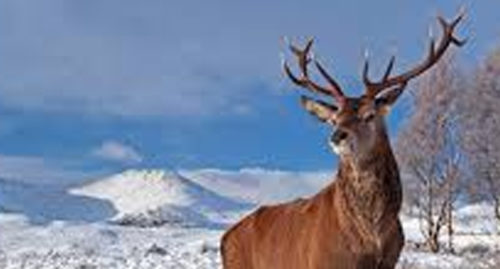 SCIENTIFIC NAME OF KASHMIR STAG
