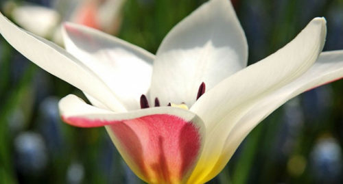 SCIENTIFIC NAME OF LADY TULIP