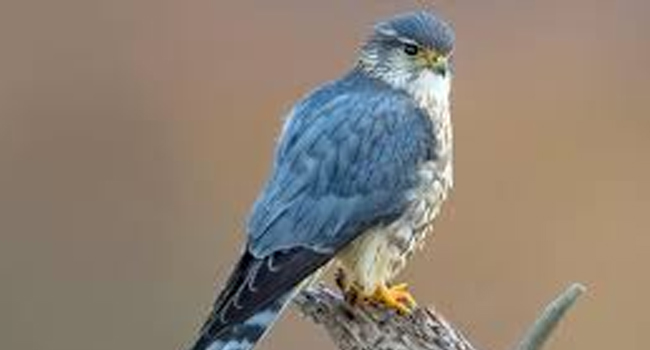 SCIENTIFIC NAME OF MERLIN