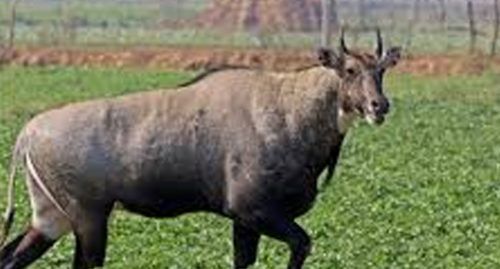 SCIENTIFIC NAME OF NILGAI