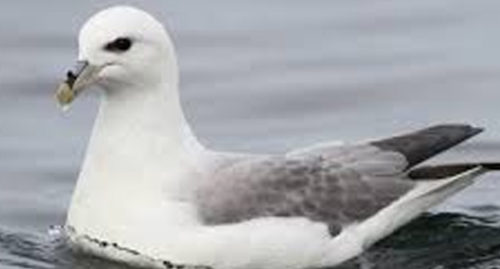SCIENTIFIC NAME OF NORTHERN FULMAR