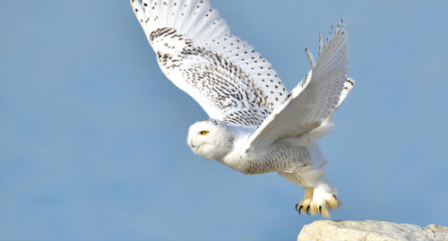 SCIENTIFIC NAME OF SNOWY OWL