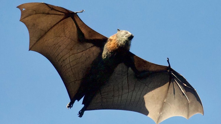 Giant Bats
