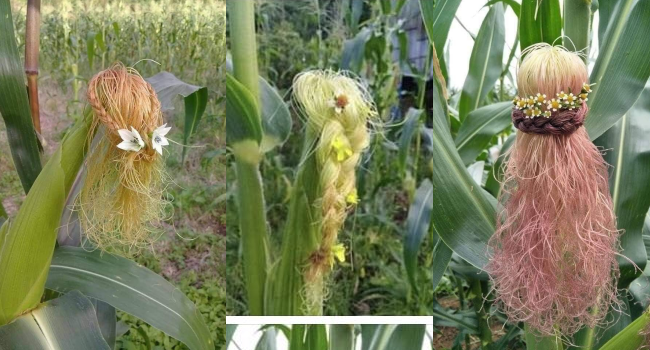 corn hair