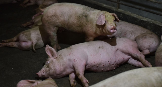 Illegal Pork Products From China Monitored By Agri Dept.