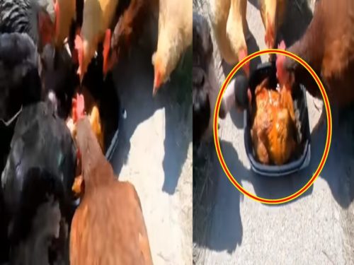 Roasted Chicken